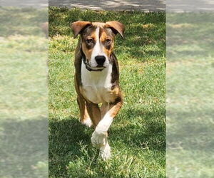 Mutt Dogs for adoption in Genesee, WI, USA