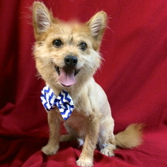 Norwich Terrier Dogs for adoption in Barre, MA, USA