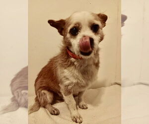 Mutt Dogs for adoption in San Diego, CA, USA