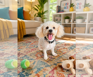 Poodle (Toy) Dogs for adoption in Menifee, CA, USA
