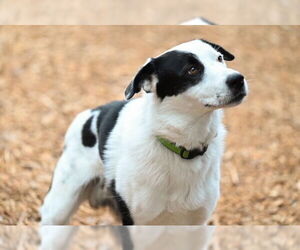 Border Collie-Unknown Mix Dogs for adoption in Santa Cruz, CA, USA