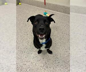 American Pit Bull Terrier-Labrador Retriever Mix Dogs for adoption in Brighton, CO, USA