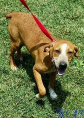Mutt Dogs for adoption in Morehead, KY, USA