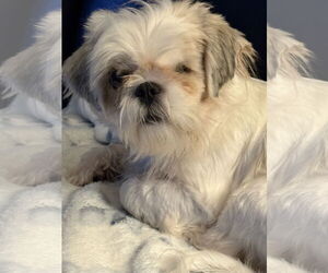 Medium Photo #4 Shih Tzu Puppy For Sale in Spring, TX, USA
