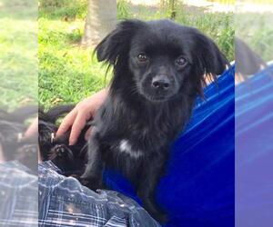 Papillon-Unknown Mix Dogs for adoption in Weston, FL, USA