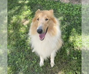 Collie Dogs for adoption in Dublin, OH, USA