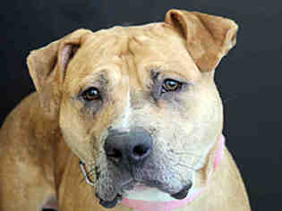 Mastiff Dogs for adoption in Lawrence, KS, USA