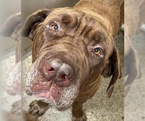 Mastiff Dogs for adoption in Little Rock, AR, USA