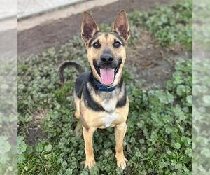 German Shepherd Dog Dogs for adoption in Modesto, CA, USA