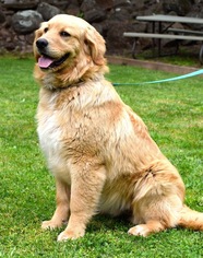 Golden Retriever Dogs for adoption in Penngrove, CA, USA