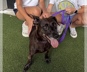 Chiweenie Dogs for adoption in The Woodlands, TX, USA
