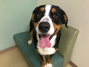 Greater Swiss Mountain Dog Dogs for adoption in Palmer, AK, USA