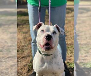 Bulloxer Dogs for adoption in Decatur, GA, USA