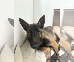 Mutt Dogs for adoption in Studio City, CA, USA