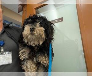 Poodle (Miniature)-Unknown Mix Dogs for adoption in Upland, CA, USA