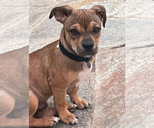 Mutt Dogs for adoption in NEWPORT NH, NH, USA