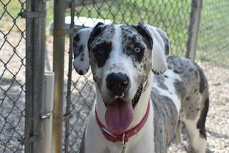 Great Dane Dogs for adoption in Manchester, MO, USA