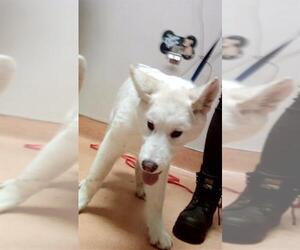 Siberian Husky Dogs for adoption in Martinez, CA, USA