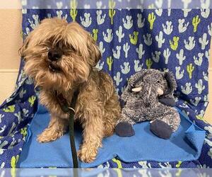 Mutt Dogs for adoption in Modesto, CA, USA