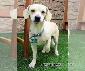 Chiweenie Dogs for adoption in Lindsay, CA, USA