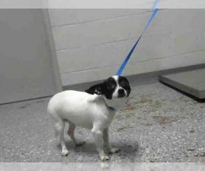 ShiChi Dogs for adoption in Atlanta, GA, USA