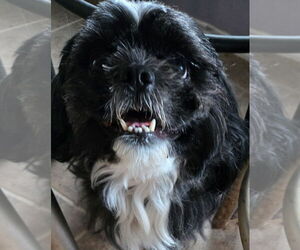 Shih Tzu Dogs for adoption in San Antonio, TX, USA