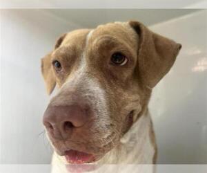 American Pit Bull Terrier-Unknown Mix Dogs for adoption in Houston, TX, USA