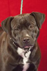 Boxador Dogs for adoption in Johnson City, TN, USA