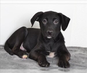 Borador Dogs for adoption in Oroville, CA, USA