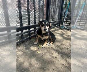 Chihuahua Dogs for adoption in Redlands, CA, USA