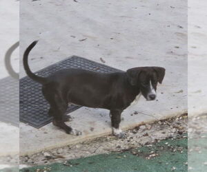 Chihuahua-Unknown Mix Dogs for adoption in Rockaway, NJ, USA