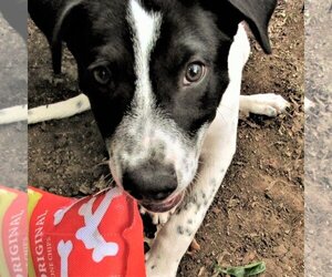 Dalmatian-Unknown Mix Dogs for adoption in Godley, TX, USA