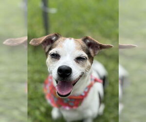 Chihuahua Dogs for adoption in San Leon, TX, USA