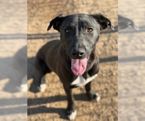 Labrador Retriever-Unknown Mix Dogs for adoption in Canton, CT, USA