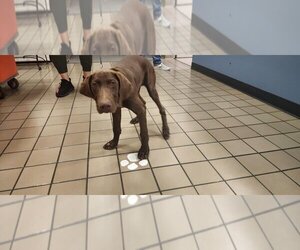 German Shorthaired Pointer Dogs for adoption in Burbank, CA, USA