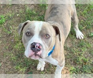 Small American Pit Bull Terrier Mix