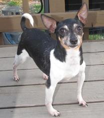 Rat Terrier Dogs for adoption in Walnutport, PA, USA