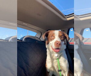 Collie-Spaniel Mix Dogs for adoption in Salt Lake City, UT, USA