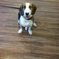 Bagle Hound Dogs for adoption in Sanderson, FL, USA