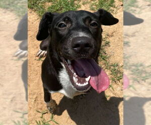 Labrador Retriever-Unknown Mix Dogs for adoption in Augusta, GA, USA