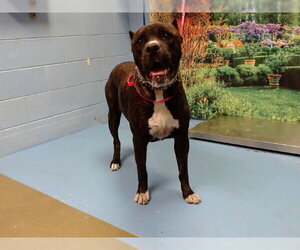 Mutt Dogs for adoption in Moreno Valley, CA, USA