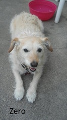 Skye Terrier Dogs for adoption in Menifee, CA, USA