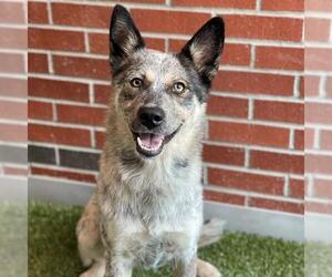 Mutt Dogs for adoption in Edmond, OK, USA