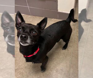 Chihuahua Dogs for adoption in Waterford, VA, USA