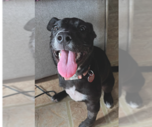 Mutt Dogs for adoption in Springdale, PA, USA