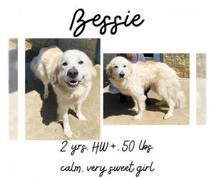Great Pyrenees Dogs for adoption in Albany, GA, USA