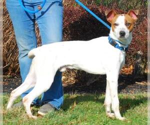 Jack Russell Terrier-Unknown Mix Dogs for adoption in Chesapeake City, MD, USA