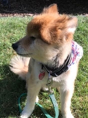 Pomeranian Dogs for adoption in St. Cloud, MN, USA