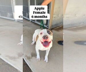 American Pit Bull Terrier Dogs for adoption in San Diego, CA, USA