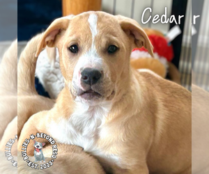 Mutt Dogs for adoption in Omaha, NE, USA